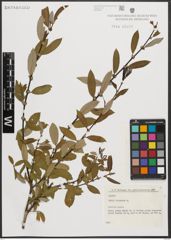 Foto von Salix triandra L.